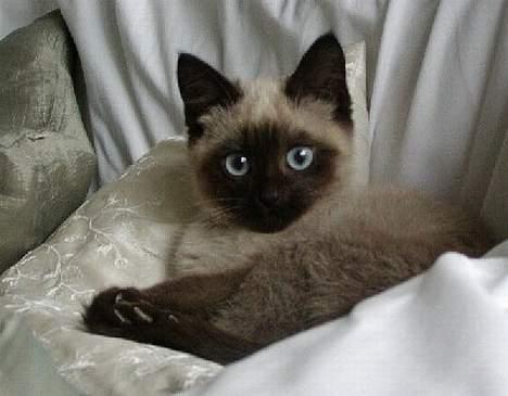 Blanding af racer Vanilia billede 4