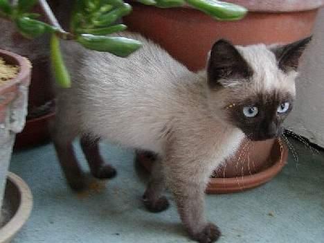 Blanding af racer Vanilia billede 5