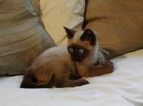 Blanding af racer Vanilia billede 6