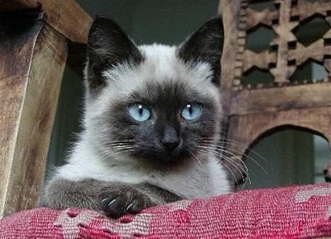 Blanding af racer Vanilia billede 7