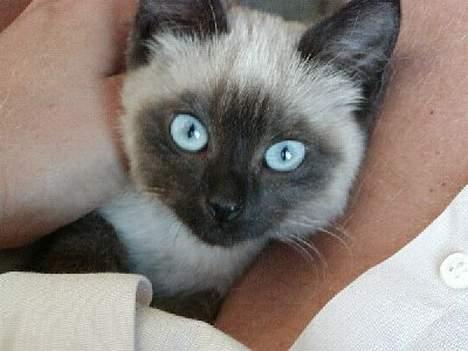 Blanding af racer Vanilia billede 9