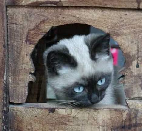 Blanding af racer Vanilia billede 10