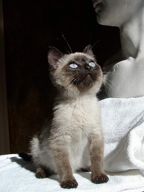 Blanding af racer Vanilia - Kære gud.. osv. (: billede 8