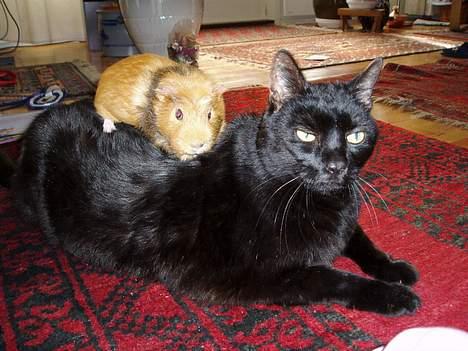 Blanding af racer Muller *RIP* - hmmf... de kattelopper bliver da også større og større.....  billede 1