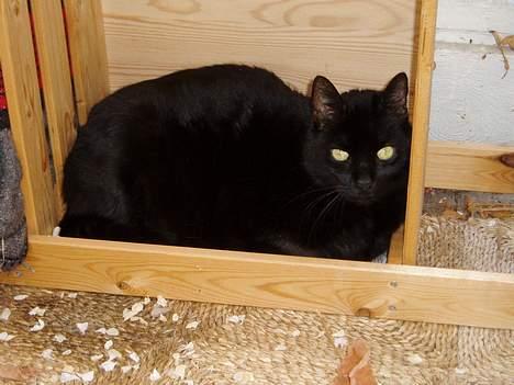 Blanding af racer Muller *RIP* - jeg tror kassen vender på den forkerte led....  billede 2