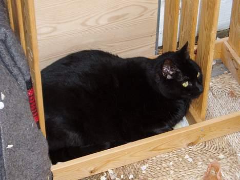 Blanding af racer Muller *RIP* - Hjælp kassen er krympet.....  billede 3