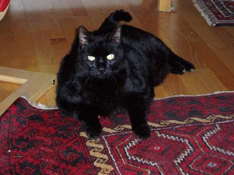 Blanding af racer Muller *RIP* - hvem gider og lege med mig....  billede 5