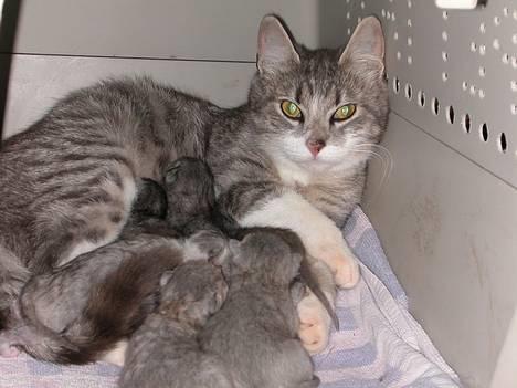 Huskat -*Mijauf*- forsvundet - Så kom der ro over ungerne, er Mijauf ikke sød ;o) billede 1