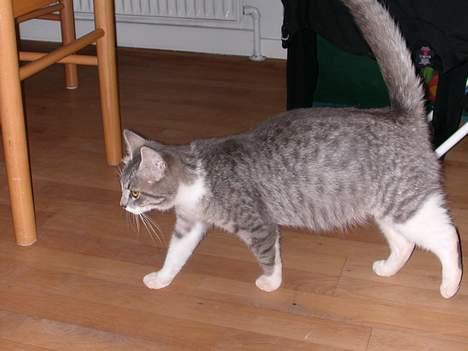 Huskat -*Mijauf*- forsvundet - Mijauf, da hun er gravid med det 2. kuld killinger... billede 2