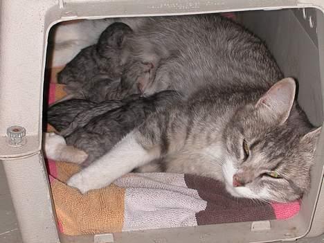 Huskat -*Mijauf*- forsvundet - Mijauf & hendes 7 skønne killinger... billede 3