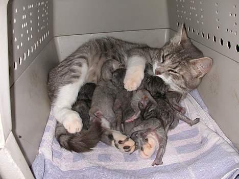 Huskat -*Mijauf*- forsvundet - Puha, det må altså vær super hårdt med alle de unger ;o) billede 4