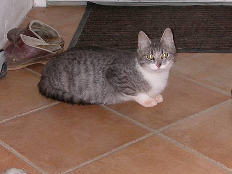 Huskat -*Mijauf*- forsvundet - Det her er så Mijauf :o) billede 5