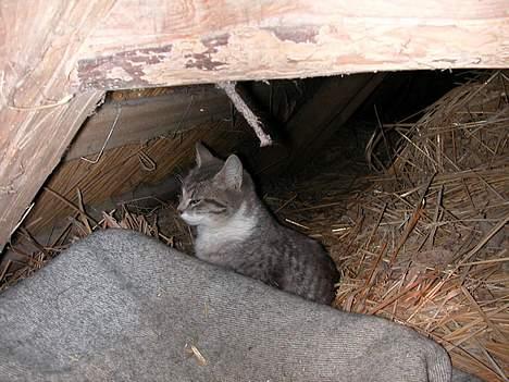 Huskat -*Mijauf*- forsvundet - Første gang hun fik killinger, nårh hvor hun dog passer på dem... : O ) billede 6