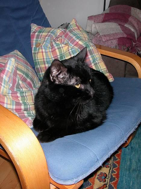 Huskat -*Torsten*- forsvundet - Det her er så Torsten billede 1