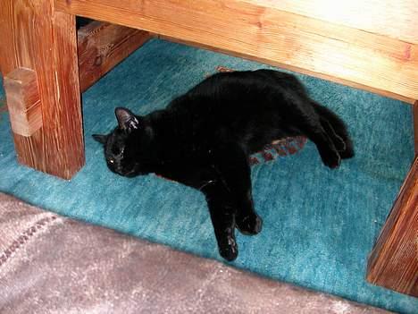 Huskat -*Torsten*- forsvundet - Puha, det er hårdt at være misser ;o) billede 2