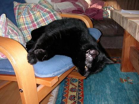 Huskat -*Torsten*- forsvundet - Var der en mus dernede??? ;o) billede 3