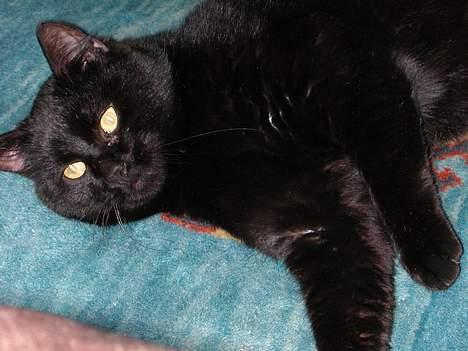 Huskat -*Torsten*- forsvundet - Bare man får lov at slappe af, kan alting nydes ;o) billede 4