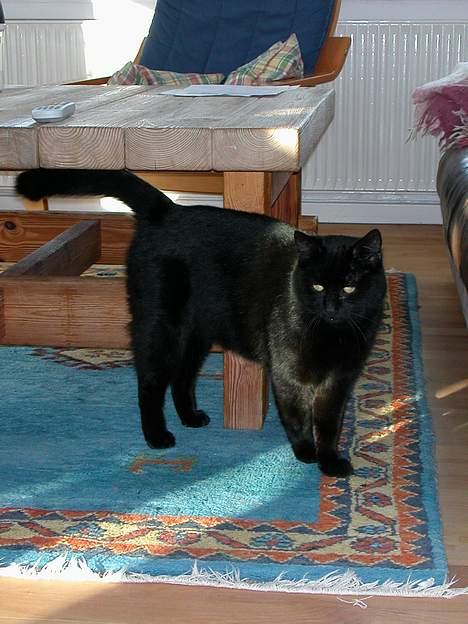 Huskat -*Torsten*- forsvundet - Miauv, her står jeg altså... billede 5