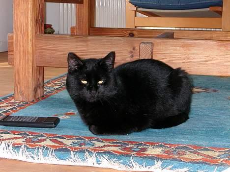 Huskat -*Torsten*- forsvundet - ZzzzZnork... -Jeg sover altså ikke...! hehe! billede 6