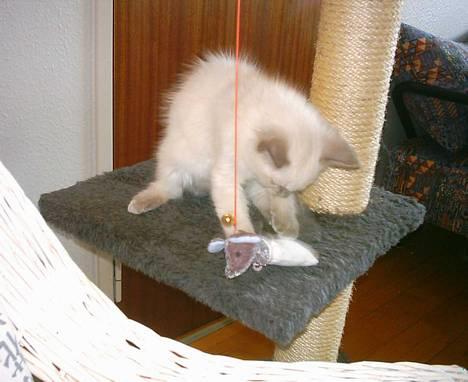 Ragdoll Cash (RIP min dreng) billede 5