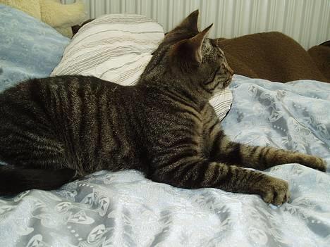 Blanding af racer Pusser - hov.....jeg er sikker på at jeg så noget.. billede 1