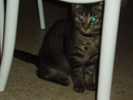 Blanding af racer Pusser - hvis jeg nu sidder helt stille, kan det være at hun ikke tager flere billeder billede 2