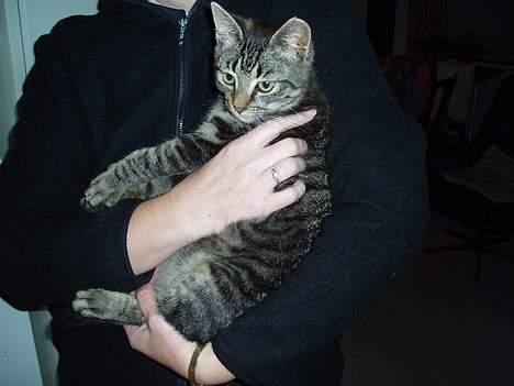 Blanding af racer Pusser - hvad er det.... billede 4