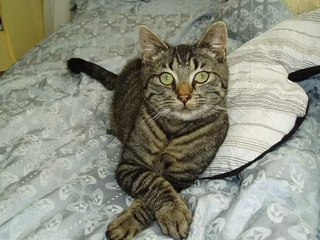 Blanding af racer Pusser - man ligger godt her.. billede 3