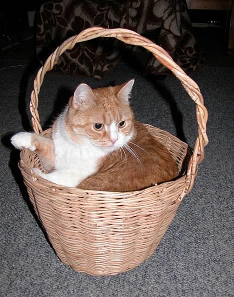 Blanding af racer Futte - Skal vi lege ? billede 1