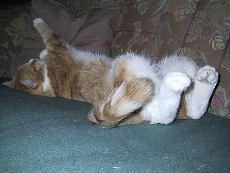 Blanding af racer Futte - Det er mig Futte, der snupper en lur på sofaen. billede 2