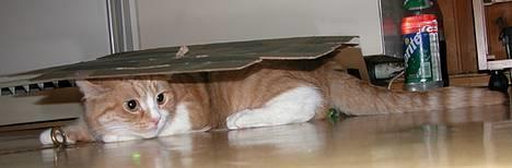 Blanding af racer Futte - Her har jeg fundet et stykke pap, som jeg kan gemme mig under. billede 3