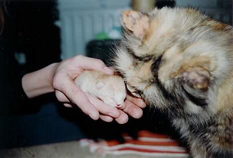 Blanding af racer Futte - Her snuser min mor til mig. billede 4