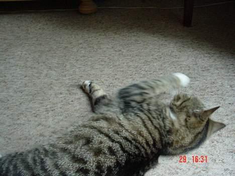 Blanding af racer Cleopatra billede 3