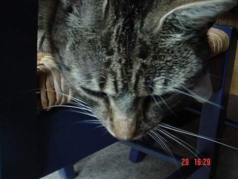 Blanding af racer Cleopatra billede 6