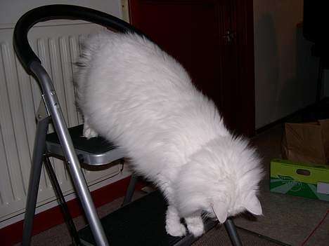 Norsk Skovkat garfield - hjælper mor. billede 1