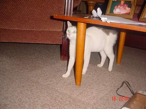 Blanding af racer Pantera billede 7