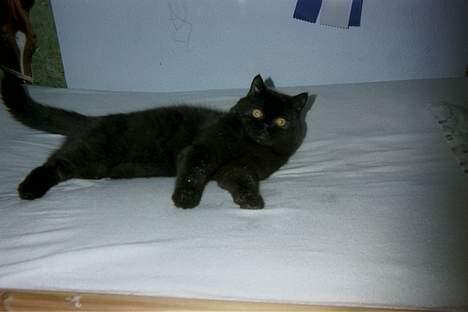 Exotic Mulle billede 4