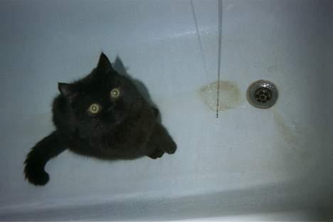 Exotic Mulle billede 3