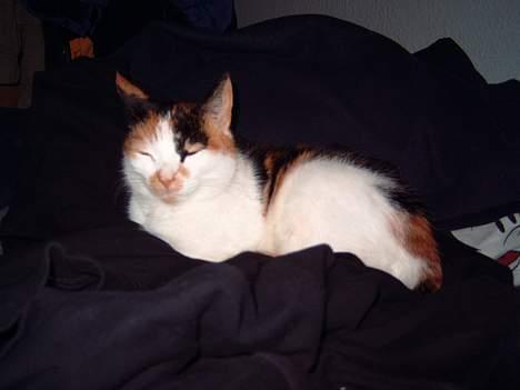 Blanding af racer Gizmo billede 4