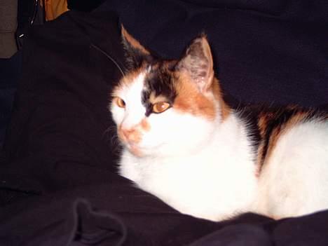 Blanding af racer Gizmo billede 5