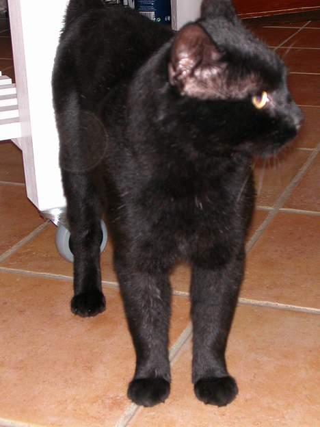 Huskat -*Torsten*- forsvundet - Den sorte panter ;o) billede 7