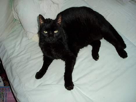 Blanding af racer Muller *RIP* - Dumt at lege gemmeleg på et hvidt lagen.... billede 6