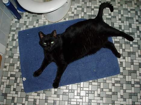 Blanding af racer Muller *RIP* - Du.. du.. du..du.. Baaaatman ! billede 7