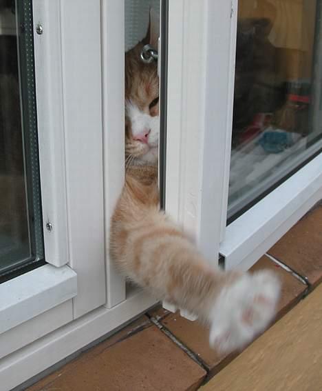 Blanding af racer Futte - Det er mig Futte..... billede 5