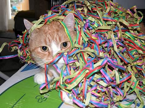 Blanding af racer Futte - Jeg elsker at lege, eller bare ligge i mit nytår. billede 6