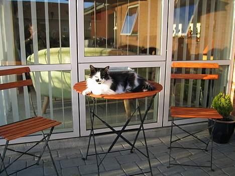 Blanding af racer Molly -(Er flyttet)- - Hun ligger og tager sol.. billede 5