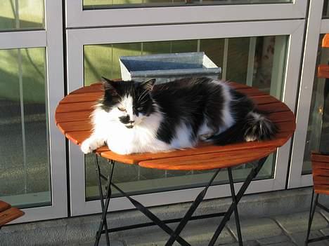 Blanding af racer Molly -(Er flyttet)- - -og hun gør det stadig.... :o) billede 6