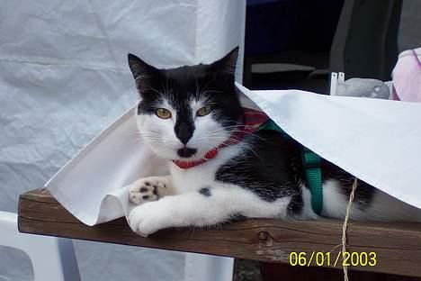 Blanding af racer Yatzy - Yatzy synes det var hyggeligt at kravle op under duen på have bordet - så der lå hun og nød det billede 1