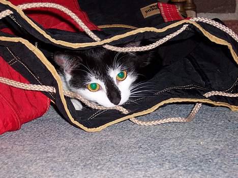 Blanding af racer Yatzy - Ja - hun elsker at gemme sig i  og undersøge ting og får hurtigt ejer fornemmelse over tingene. billede 2