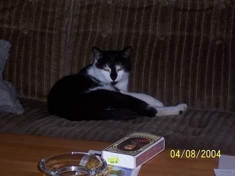 Blanding af racer Yatzy - Så skal der lige slappes af... billede 3